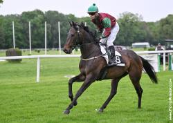 ROYAL CATATUMBO (IRE)