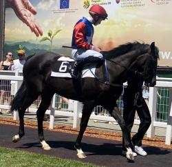 EDDIE NAVY (IRE)